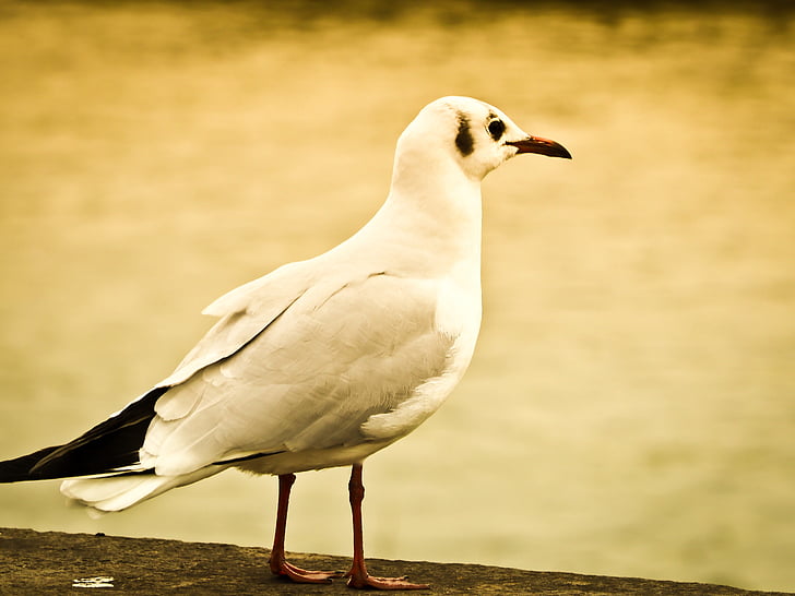 seagull, bird, animal, close, nature, wildlife, outdoors