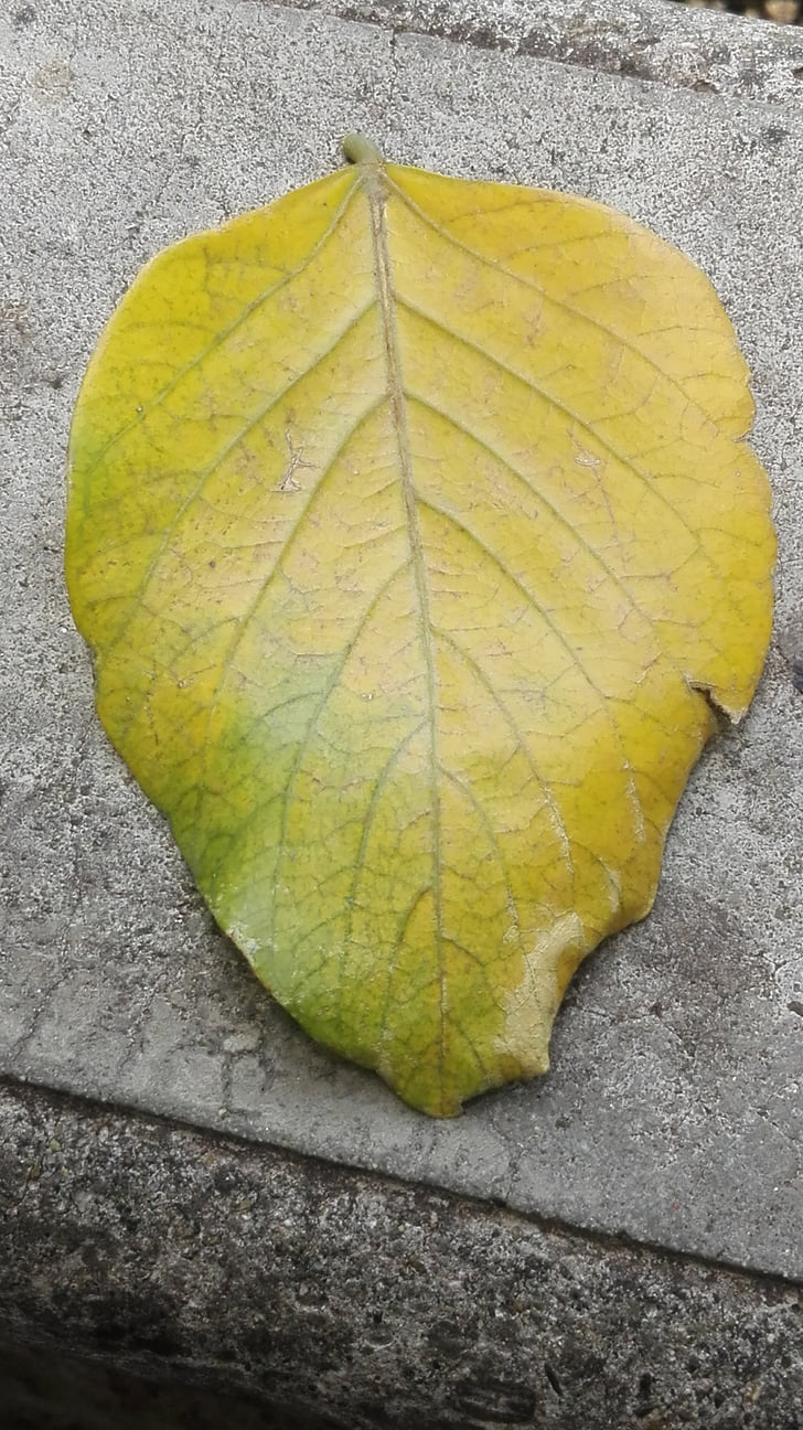 Blätter, Natur, gelbes Blatt, Blatt, Herbst, ändern, schließen