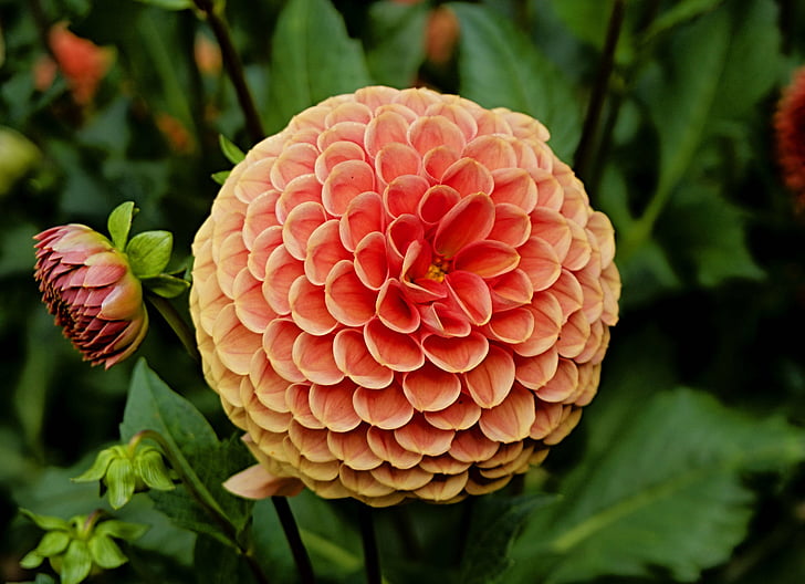 detail, Dahlia, květ, zahrada, Příroda, jaro