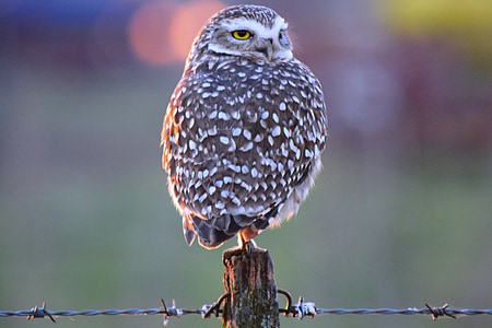 Owl, lĩnh vực, Ave, Thiên nhiên