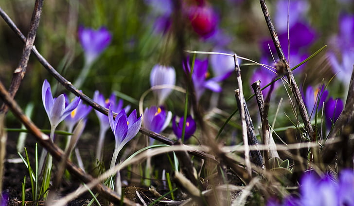 クロッカス, 紫, 春, ブロッサム, ブルーム, 春の花, 紫色の花