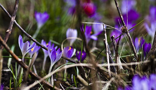 番红花, 紫色, 春天, 开花, 绽放, 春天的花朵, 紫色的小花