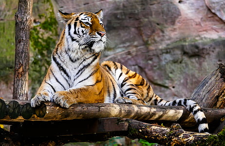animal, Tigre, predador, gato, atenção, Tiergarten nürnberg, um animal
