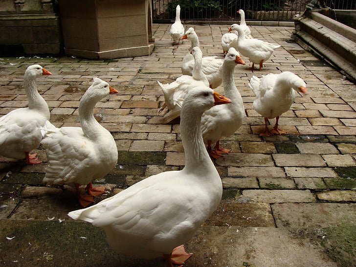 geese, animal, stone, goose, white, cute, poultry