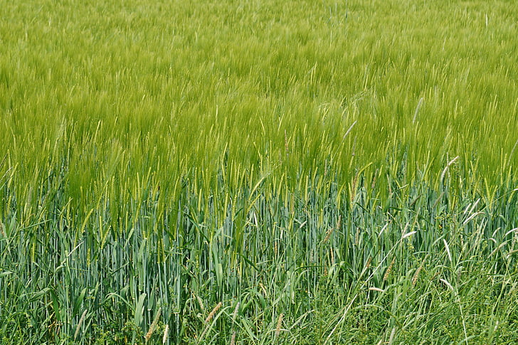 bidang, hijau, padang rumput, alam, ladang jagung
