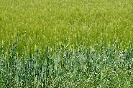 field, green, meadow, nature, cornfield