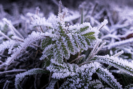 Frost, jää, külm, talvel, taim, kristallid, külm ilm