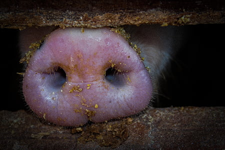 pig, nose, muzzle, bacon
