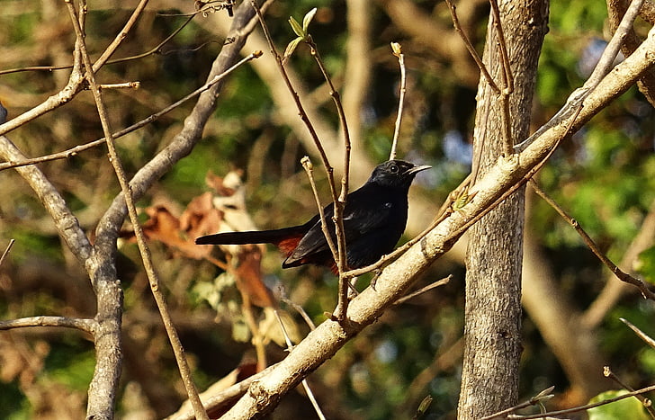 pasăre, Robin, Indian robin, de sex masculin, copsychus fulicatus, muscicapidae, natura