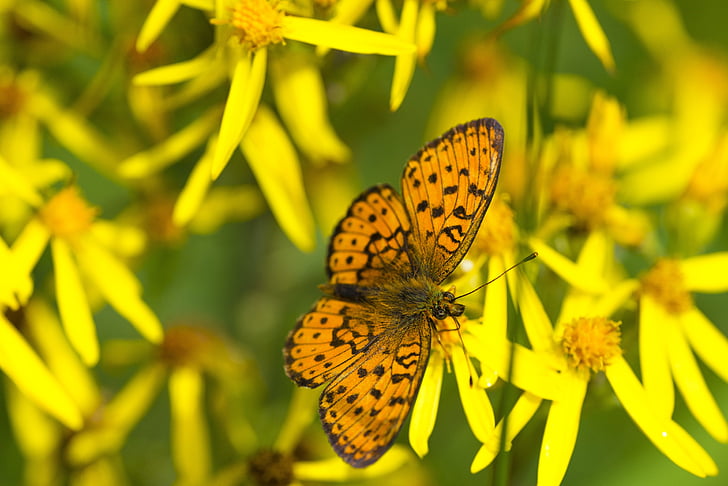 sommerfugl, perlemorvinge sommerfugl, blomster, Mongolia, 7 måneder, insekt, dyr i naturen