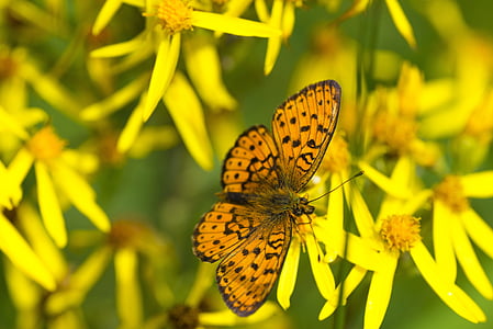 motýl, fritillary motýl, květiny, Mongolsko, 7 měsíců, hmyz, zvířata v přírodě