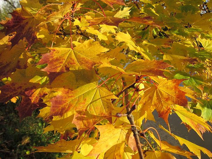 Acer, σφενδάμι, φύλλα, σεζόν, χρώμα, το φθινόπωρο, πτώση