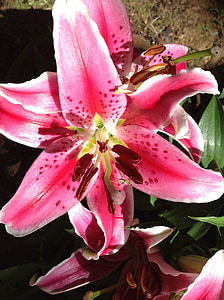 lily, stargazer, garden, nature, fragrance, pink, plant