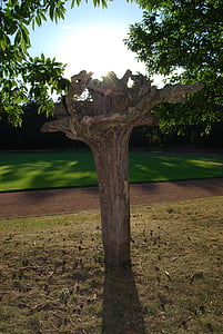 Ρίζα δέντρου, και αντιστρόφως, ρίζα kopfstand, ξύλο, δέντρο, φύση, σε εξωτερικούς χώρους