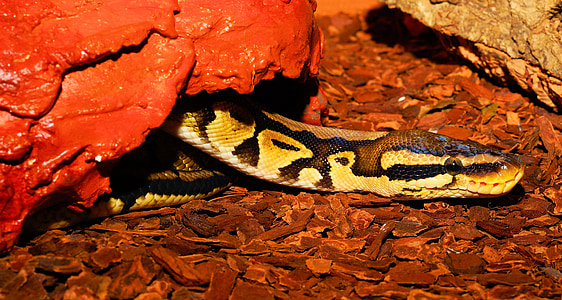 serpiente, constrictor, Python, reptil, escala, python de la bola, lindo