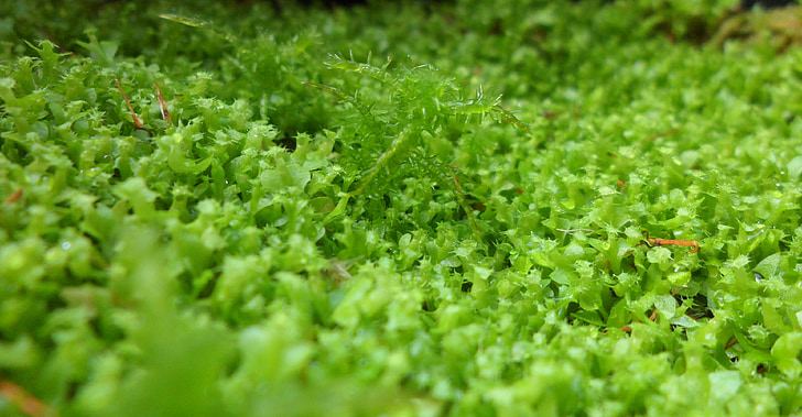 moss, green, plant, growth, nature, botany, life