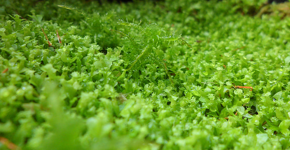 moss, green, plant, growth, nature, botany, life