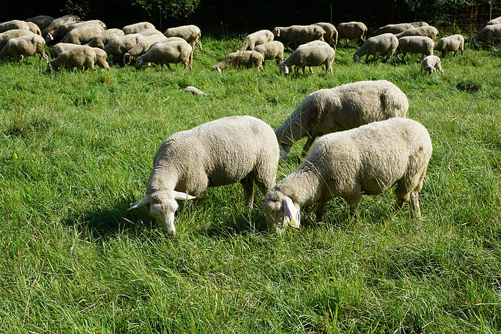 ovce, pašnjak, livada, siva, zelena, trava, tuttlingen