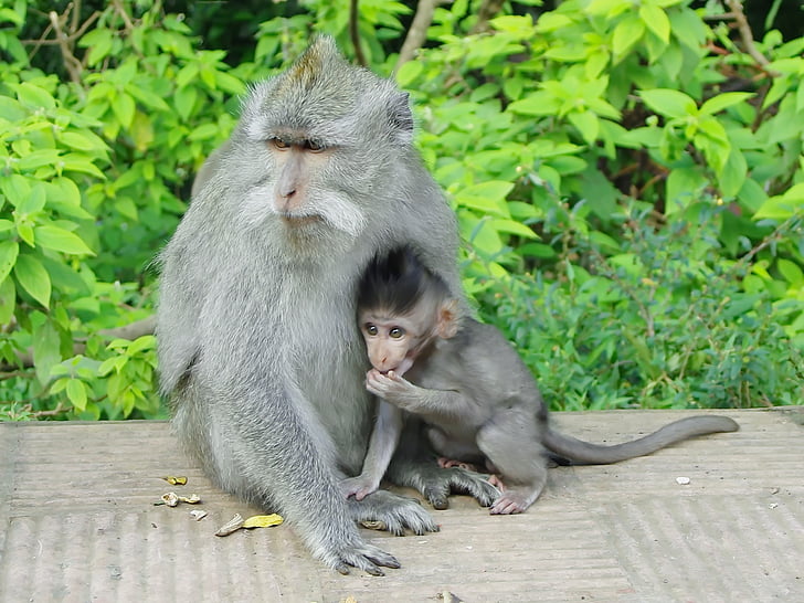 indonesia, java, monkey, maternity, primate, guenon, tenderness