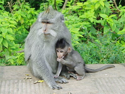 Indonesia, Jawa, monyet, bersalin, primata, Guenon, kelembutan
