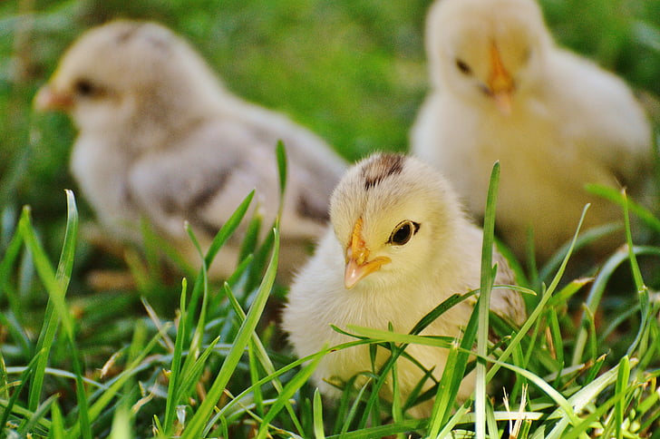 chicks, chicken, small, poultry, fluff, young, meadow