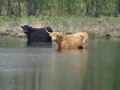 oxen, cows, grazer, bovine species, mammal, ven, pool