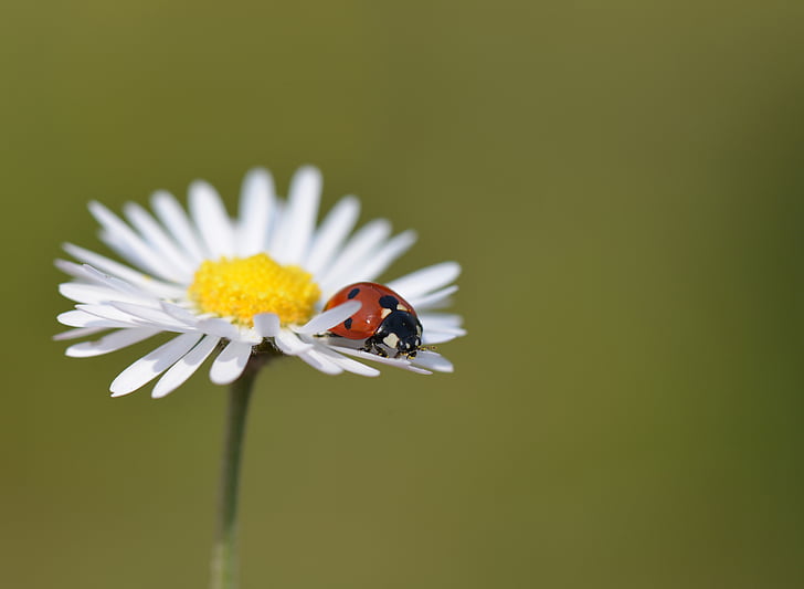 ladybug, nature, insects, macro, marguerite, flowers, insect