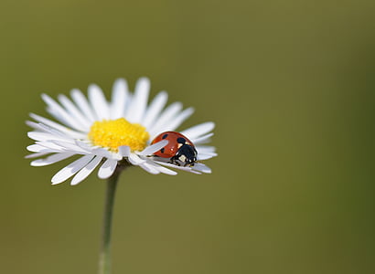 Marienkäfer, Natur, Insekten, Makro, Marguerite, Blumen, Insekt
