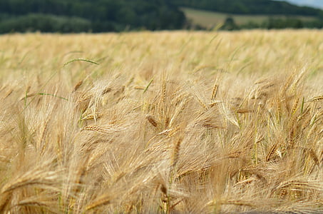 大麦, 麦片, 农业, 健康的食物, 电源, 饮食, 饲料