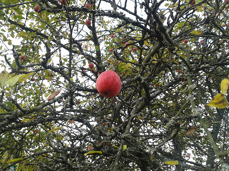 Jablko, podzim, zahrada