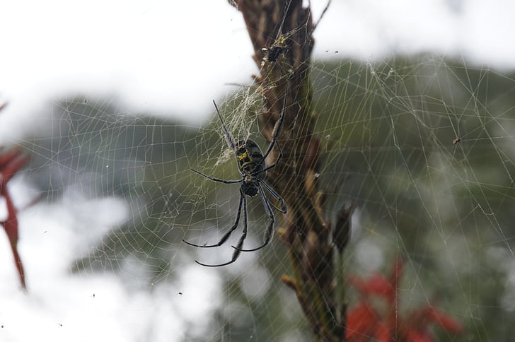 laba-laba, Web, jaring laba-laba, serangga, Cobweb, gelap