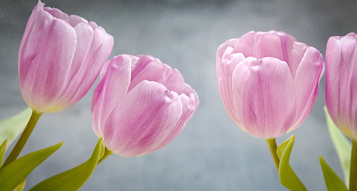 tulips, pink, pink flowers, flowers, number of pieces, petals, tender
