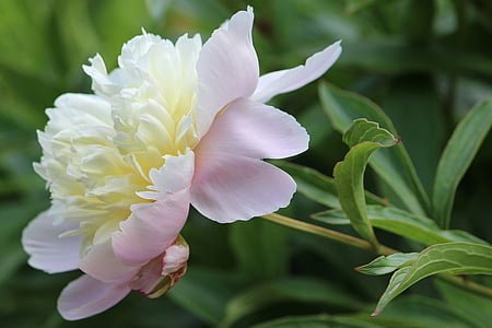 Pioni, valkoinen, Blossom, Bloom, kukka, kevään, Flora