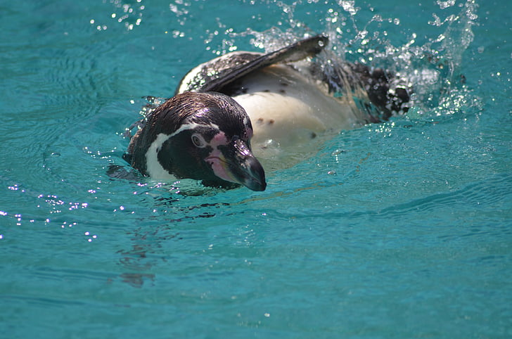pingvin, vatten, Zoo