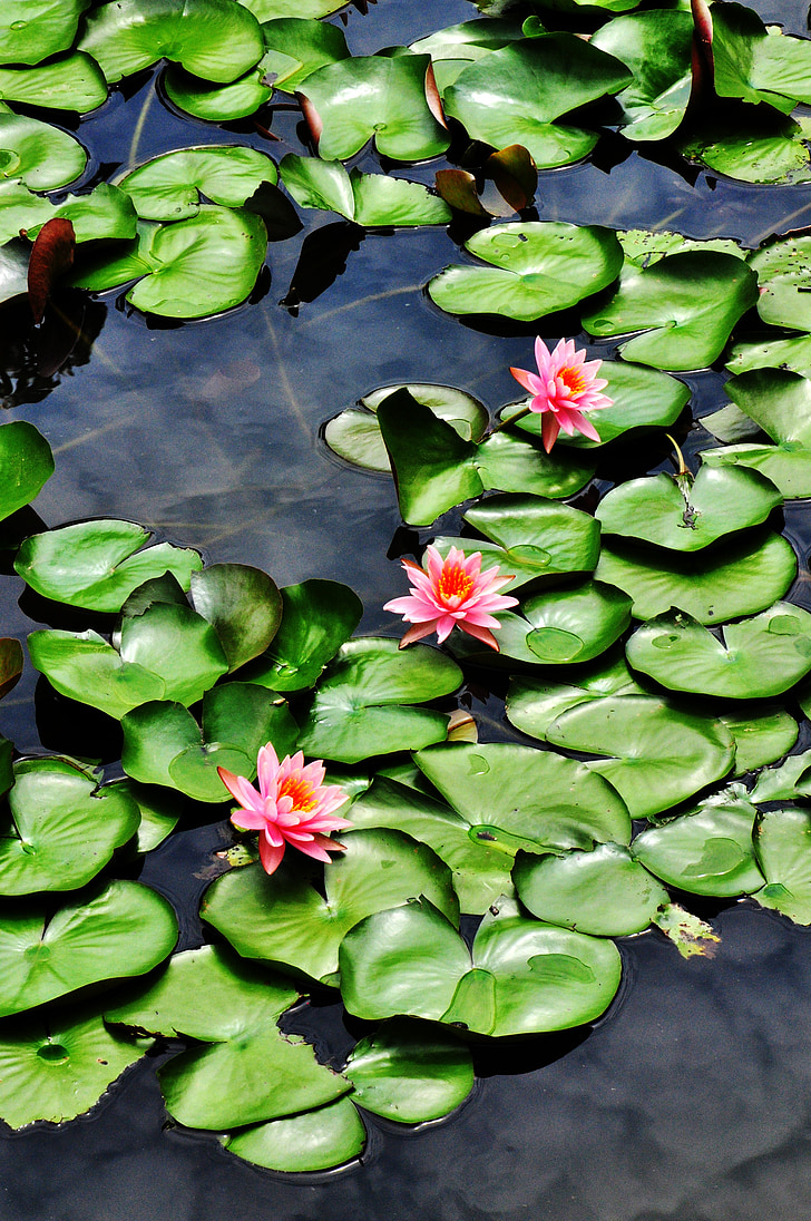 Lotus, çiçek, Lotus çiçeği