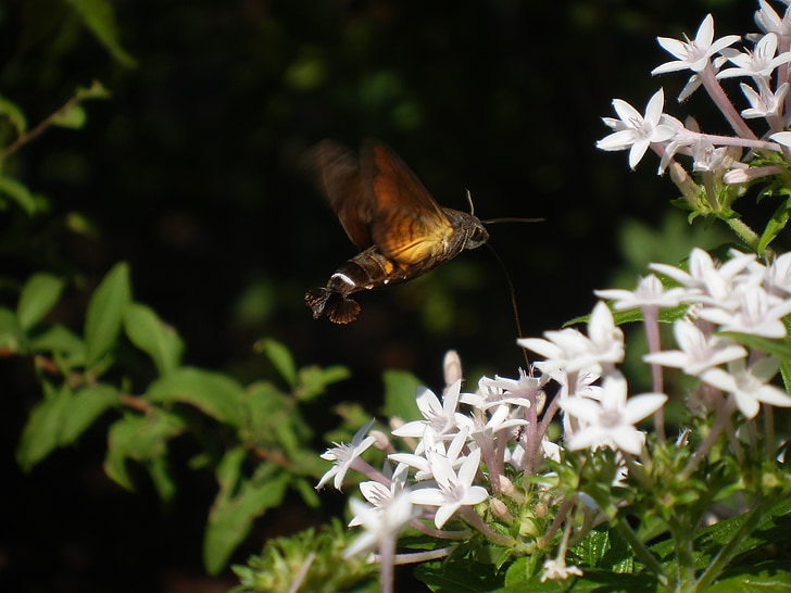 Hawk moth, můra, hmyz, Sláma, vznášející se, houjaku, Pentaz