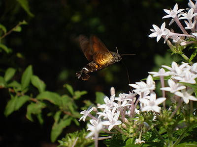 Hawk moth, Moth, insekt, halm, svävar, houjaku, Pentaz