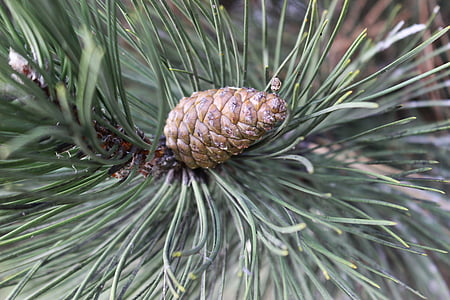 tree, cone, macro, needles, conifer, forest, nature