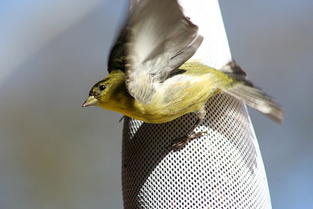 goldfinch, flying, take off, take-off, bird, flight, flapping