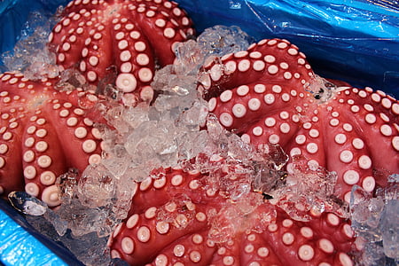 octopus, tsukiji market, fish market, red, tsukiji, japanese, gourmet