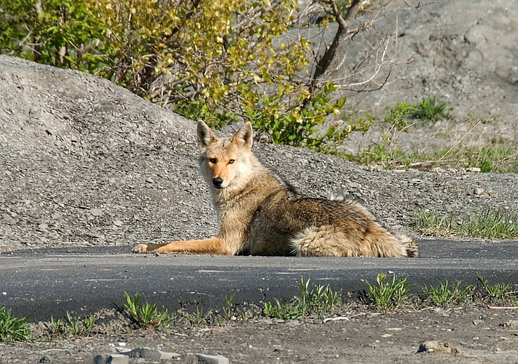 Coyote, quadruped, hewan, Amerika Serikat, Street, berbaring, Mamalia