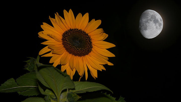 Sun flower, noční, měsíc, měsíční svit, večer