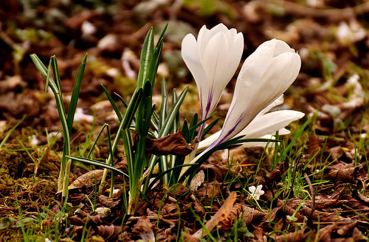 krokas, gėlė, balta, žiedų, žydėti, pavasarį, Gamta