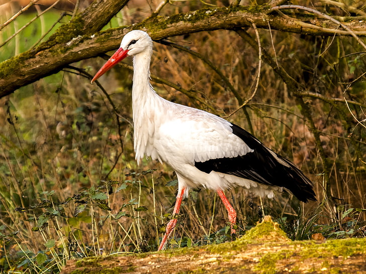 vit stork, Stork, fågel, naturen, djur