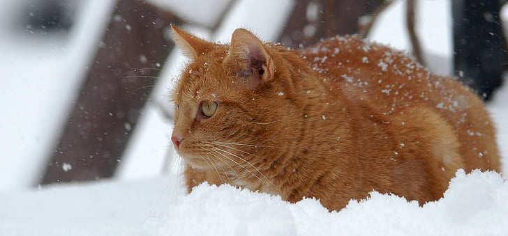cat, red cat, snow, one animal, animal themes, focus on foreground, day