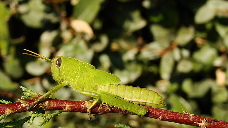desert locust, grasshopper, macro, green color, leaf, plant, day