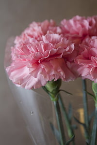 chiodi di garofano, rosa, fiori, bel fiore