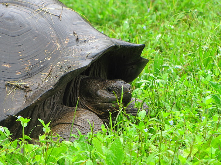 Schildkröte, Galapagos-Insel, Natur, Tiere, Fauna