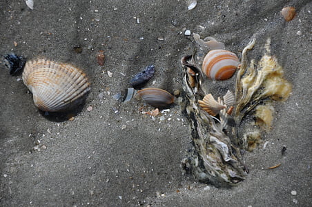หอยแมลงภู่, ทราย, วัตต์, wadden ทะเล, ลดลง, ทะเลเหนือ, เหนือ