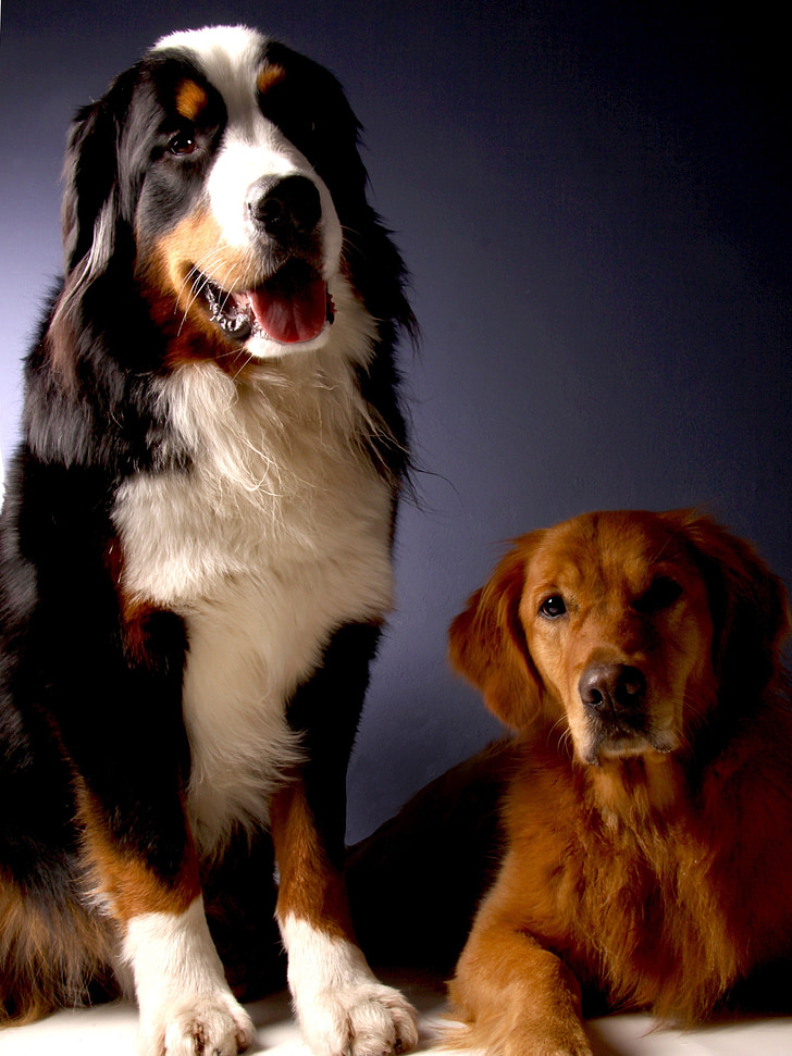 bernese mountain dog, golden retriever, dog, animal, good, dear